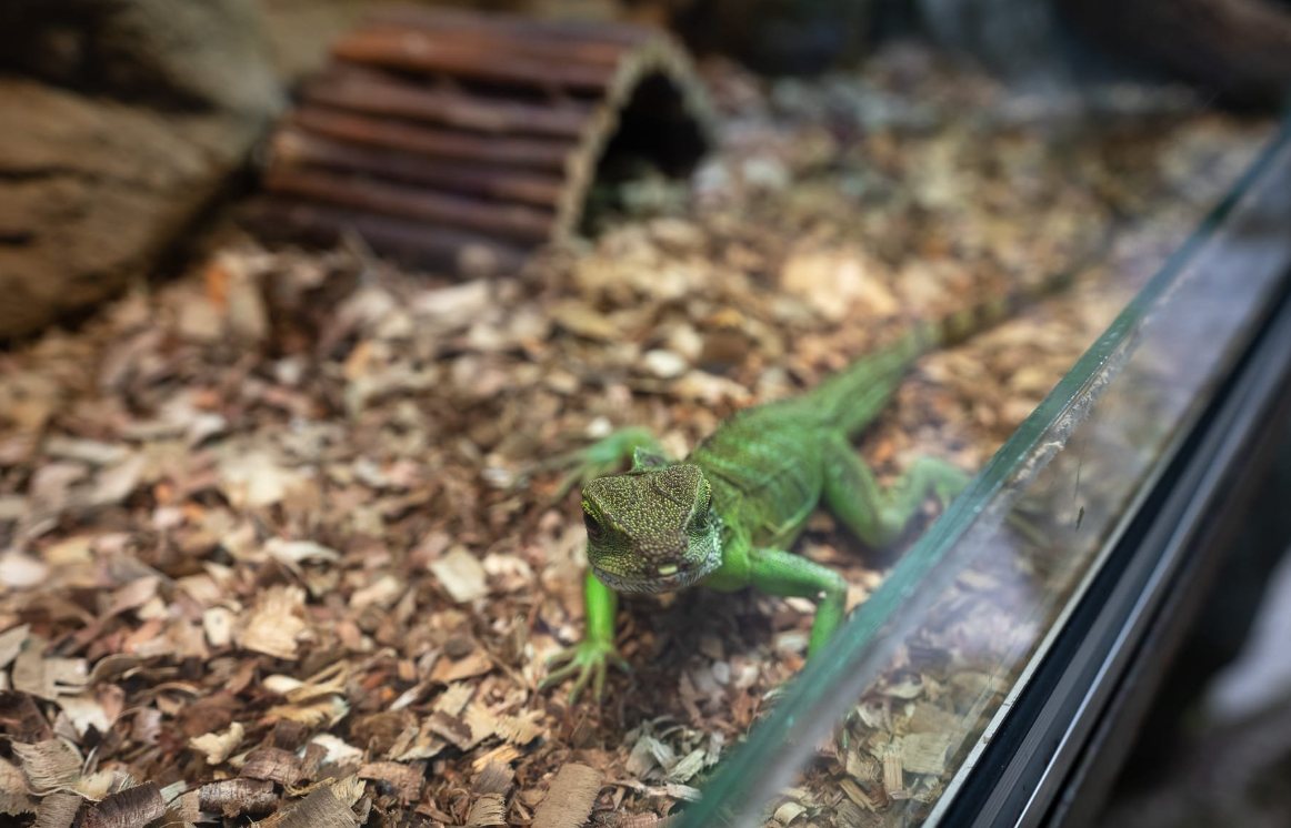 Underwater World Langkawi: Dive into an Oceanic Adventure Green Lizard