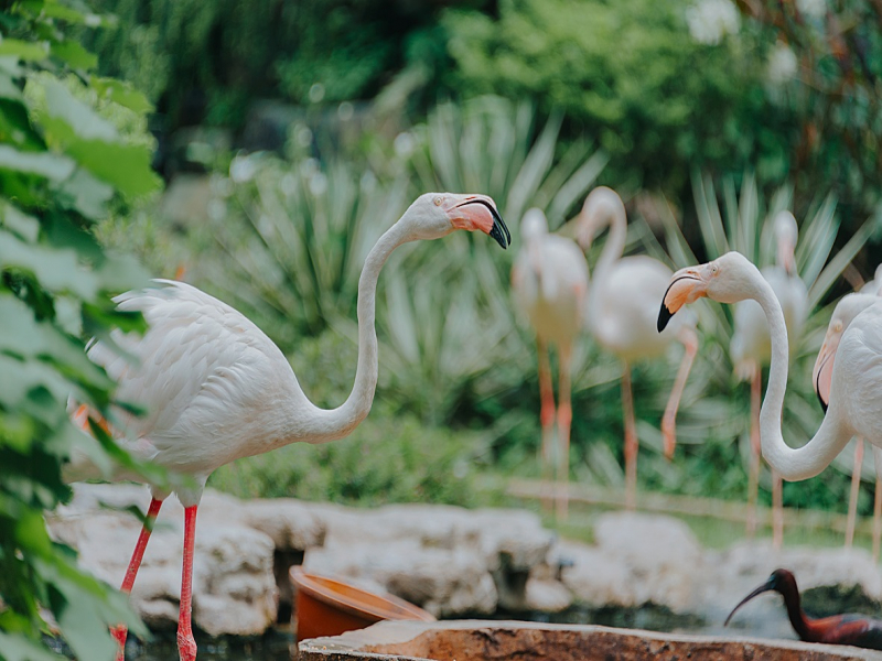 Pink flamingo roaming around wildlife park Langkawi